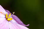 Creeping phlox